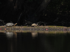 Emydoidea blandingii