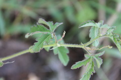 Passiflora bryonioides