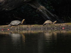 Emydoidea blandingii