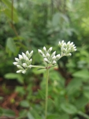 Eupatorium pilosum