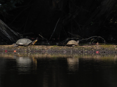 Emydoidea blandingii