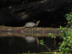 Emydoidea blandingii