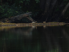 Emydoidea blandingii