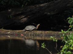 Emydoidea blandingii