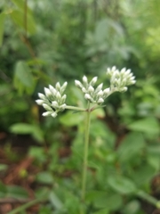 Eupatorium pilosum