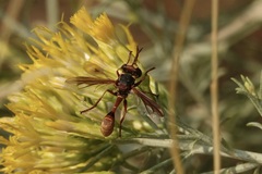 Physocephala marginata