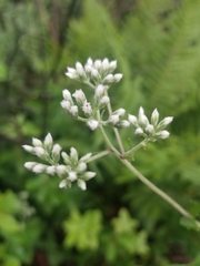 Eupatorium pilosum