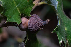 Heteroecus sanctaeclarae