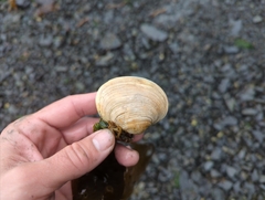 Veneridae