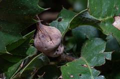 Heteroecus sanctaeclarae