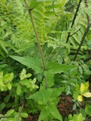 Eupatorium pilosum