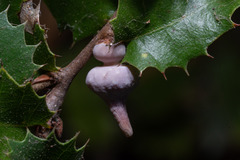 Heteroecus sanctaeclarae