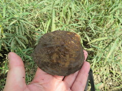 Cyclonaias tuberculata