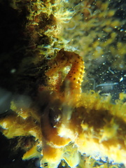 Hippocampus abdominalis