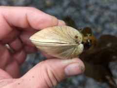 Veneridae