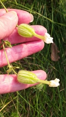 Silene noctiflora