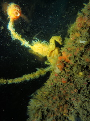 Hippocampus abdominalis