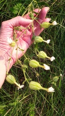 Silene noctiflora