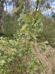 Erythrina vespertilio