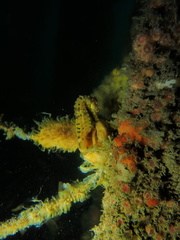 Hippocampus abdominalis