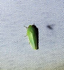 Gyponana
