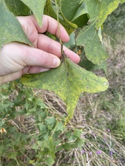 Erythrina vespertilio