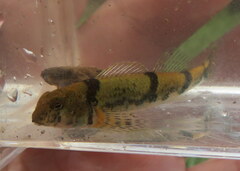 Etheostoma blennius