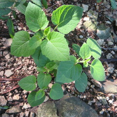 Physalis cinerascens
