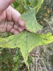 Erythrina vespertilio