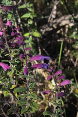 Salvia semiatrata