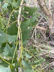 Erythrina vespertilio