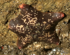Patiria miniata