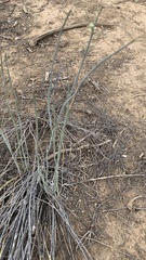 Asclepias subulata