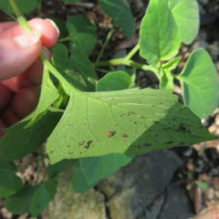 Physalis cinerascens