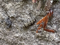Archaeognatha