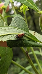 Rhodobaenus quinquepunctatus