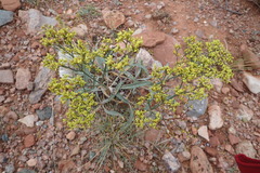 Eriogonum brevicaule