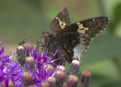 Thorybes lyciades