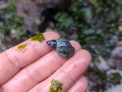 Muricidae