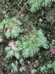 Leucobryum