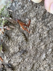 Archaeognatha