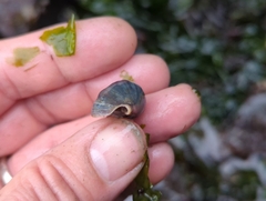 Muricidae