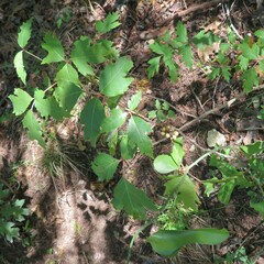 Toxicodendron pubescens