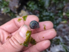 Muricidae