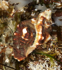 Muricoidea