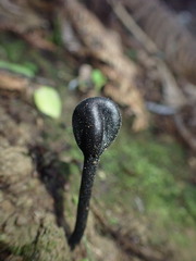 Trichoglossum