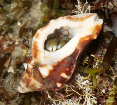 Muricoidea