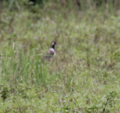 Vanellus indicus