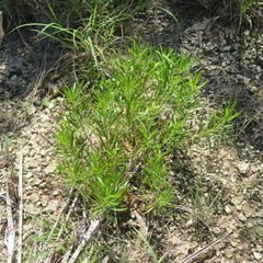 Stillingia texana