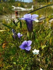 Gentianopsis